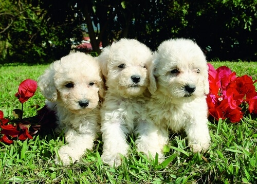 Poodle está entre as raças de cachorro mais inteligentes