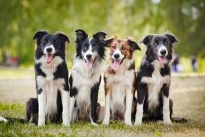As raças de cachorro mais inteligentes