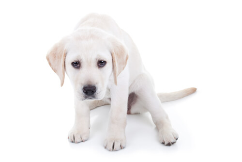 sintomas da parvovirose canina