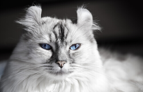 American-curl