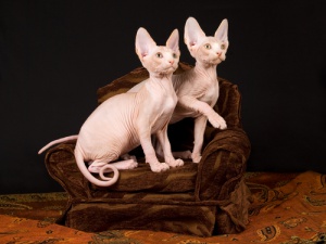 Sphynx: O gato Esfinge... que tal esse gato sem pelos?