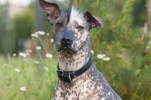 8 raças de cães que adoram o calor