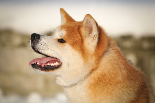 Cão da raça Akita