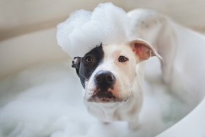 Como fazer sabão caseiro para cães