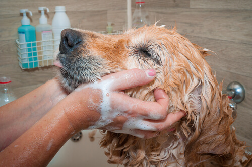 Como dar banho no meu cão?