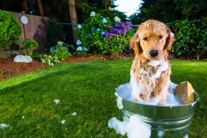 Como dar banho em um cachorro de pelo curto