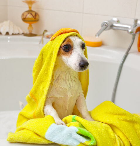 Dando banho em um cachorro