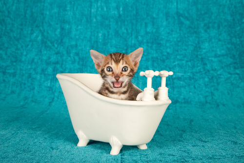 Dando banho em gatos