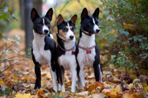 Dicas para limpar as orelhas do seu cão