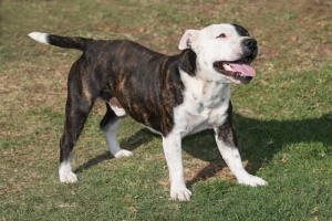 A triste história de um Staffordshire Bull Terrier, mas com um final incrível