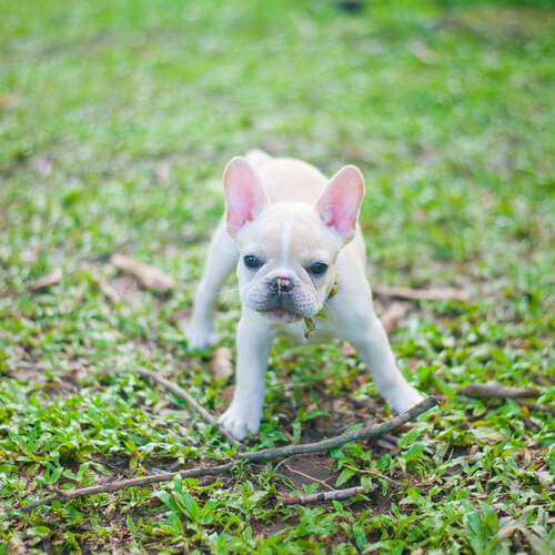Características do Buldogue Francês