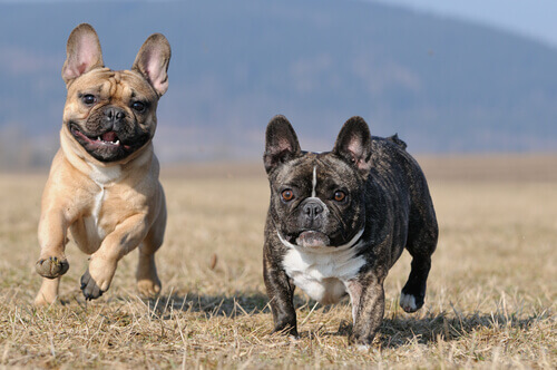 Tudo sobre o Buldogue Francês