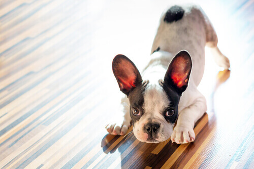Origem e significado de algumas frases com cães