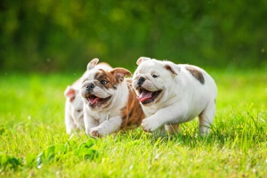 O que é a Leptospirose em cães?