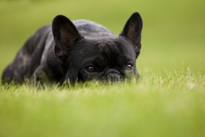 Tudo sobre o Buldogue Francês