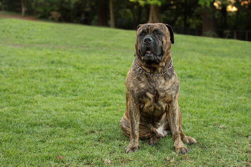Cão da raça Bullmastiff