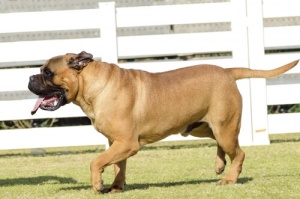 Você conhece o espetacular Bullmastiff?