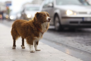 Por que os cães fogem?