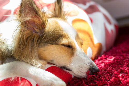 Diagnóstico da leptospirose