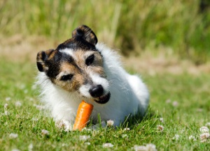 Dieta caseira para cães: os alimentos mais recomendados