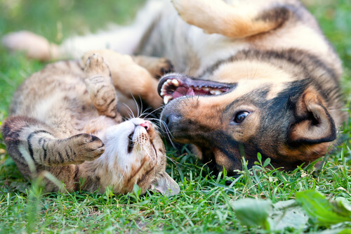 Animais engraçados - Cães e gatos engraçados 