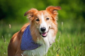 Prevenção: como cuidar de seu cachorro corretamente