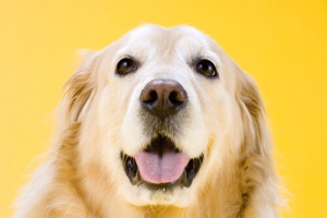 Intuição em cães