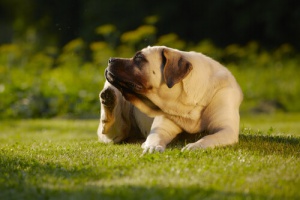 Remédios caseiros para cães com pulgas. Tome nota!