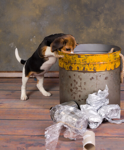 Cachorro fuçando a lata de lixo