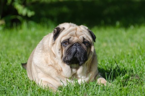 Como evitar a terrível obesidade canina