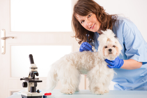 Como dar comprimidos aos cães?