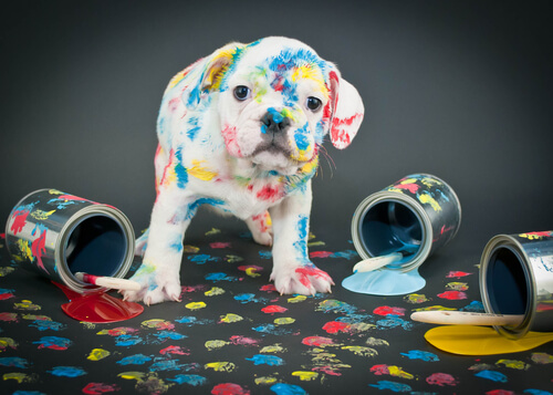 6 razões para educar o seu cachorro corretamente