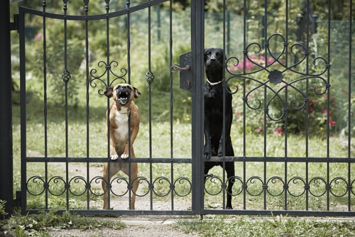 Existem cães agressivos ou os donos é que são perigosos?