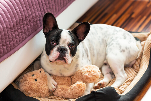 Como fazer uma cama para cães? Rápido e fácil! Como fazer uma cama para cães? Rápido e fácil!