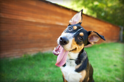 Meu cão tem diarreia… o que posso fazer? Meu cão tem diarreia… o que posso fazer?