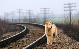 O que é um cão vagabundo?