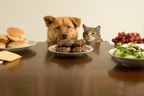 Gato e cachorro observando mesa