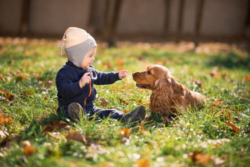 Animais de estimação: as melhores babás