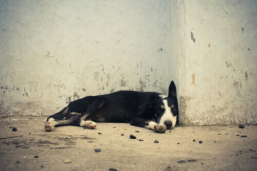 Cães abandonados