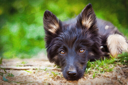 Quais são as vantagens dos cães mestiços?