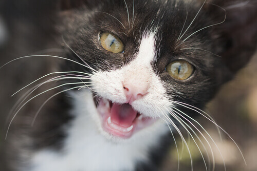 Atendimento odontológico para gatos Atendimento odontológico para gatos