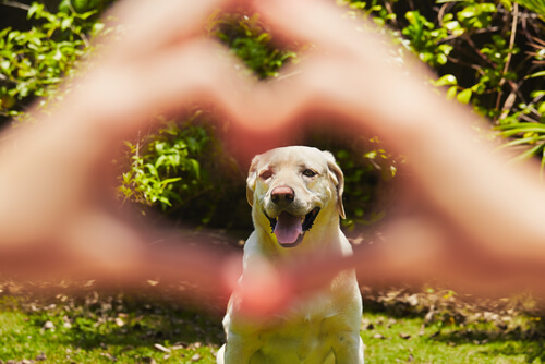 A importância da dieta para o coração do seu cachorro