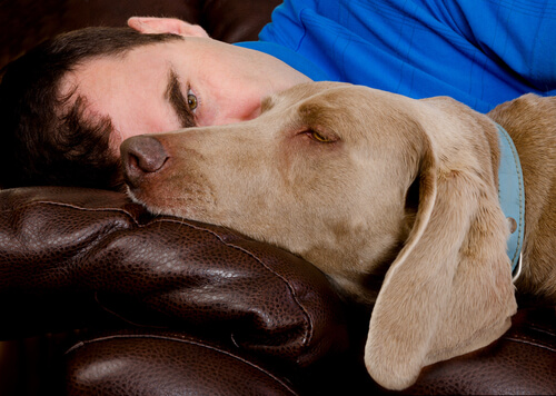 Dormir com animais de estimação