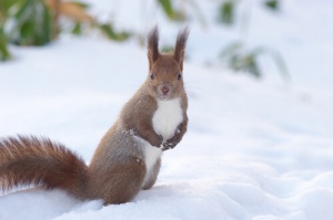 A ilha de Hokkaido no Japão, lar de animais exóticos, únicos e preciosos