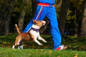 Praticar exercícios com o seu animal de estimação