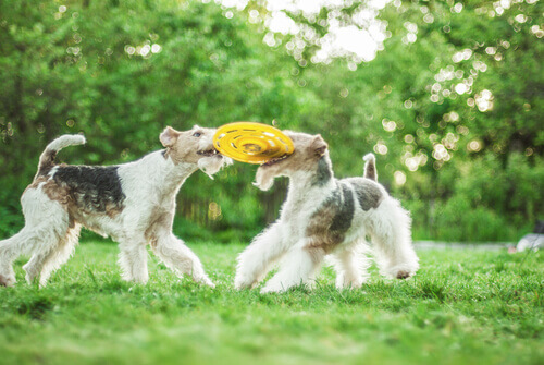 fox-terrier-3