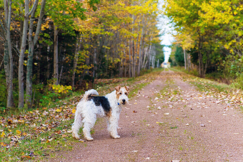 O Fox Terrier, um cão alegre e independiente O Fox Terrier, um cão alegre e independiente