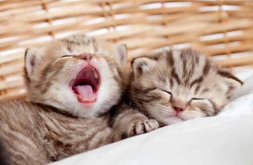gatinhos