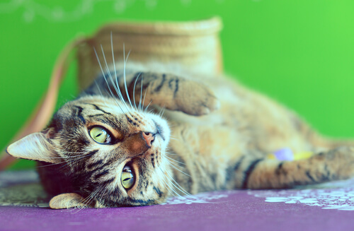 Gatos de barriga para cima