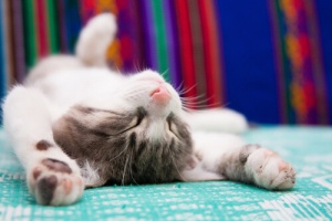 Como evitar que o seu gato suba na cama